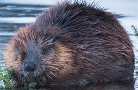 Acadias North American Beaver The Ultimate Keystone Species Us