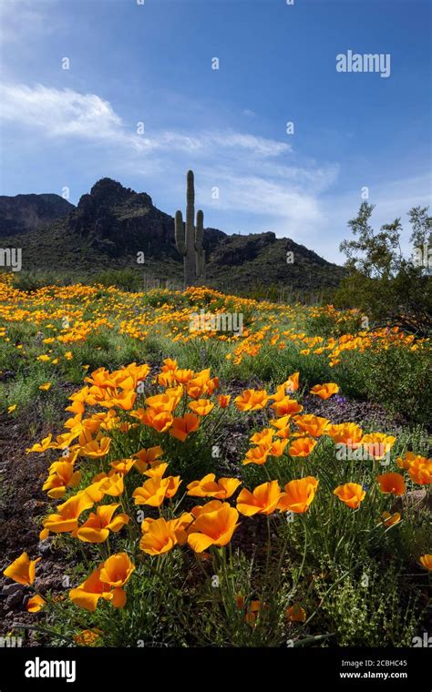 Picacho Peak State Park Wildflowers Hi Res Stock Photography And Images
