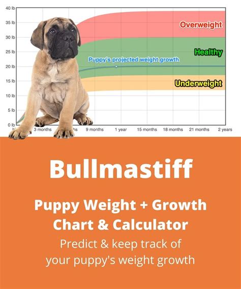 How Much Should My Bullmastiff Puppy Weigh