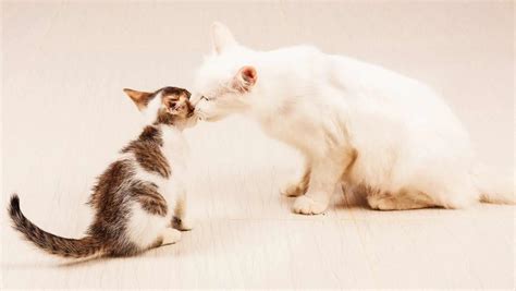 How To Introduce A Kitten To An Older Cat