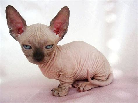 Collection Of Funny Cat Memes 2019 Baby Hairless Cat Dog Cat