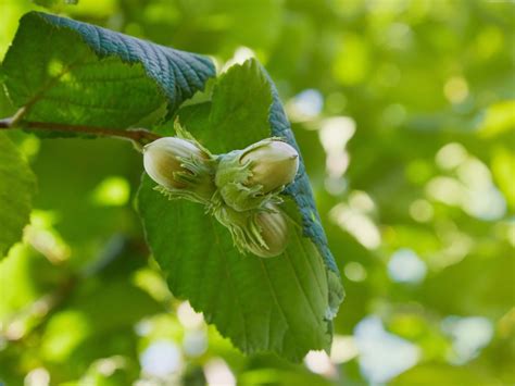 Hazelnut Care Learn More About Growing Hazelnuts And Filberts