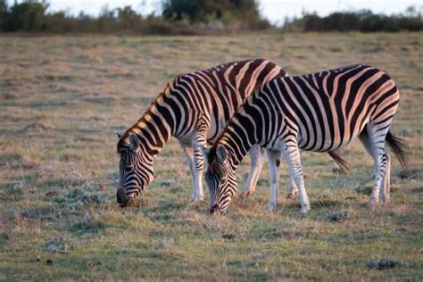 Zebra Diet What When And How Much Do Zebras Eat African Wildlife