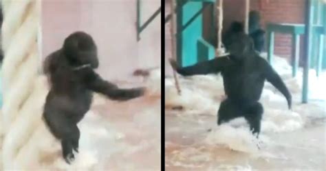 Watch Lope The Dancing Gorilla Go Ape In Viral Video