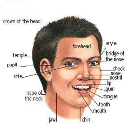 We can handle your term paper, dissertation, a research proposal, or an essay on any topic. Learning the parts of the head and face | Learn english ...