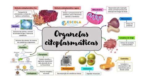 Mapa Mental Sobre Organelas Citoplasmáticas Baixe Grátis Em Pdf