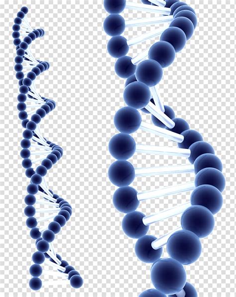 DNA Illustration DNA Homo Sapiens Information Cell Biochemistry Dna