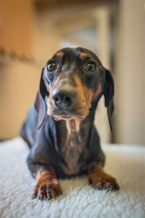 Rare Skin Condition Causes Dachshund To Inflate Into Plump Wiener Dog