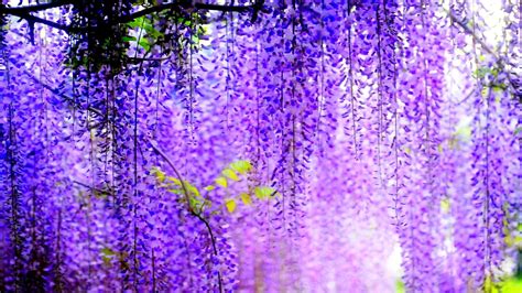 🔥 Download Purple Flower Hd Wallpaper By Cwallace Purple Flower