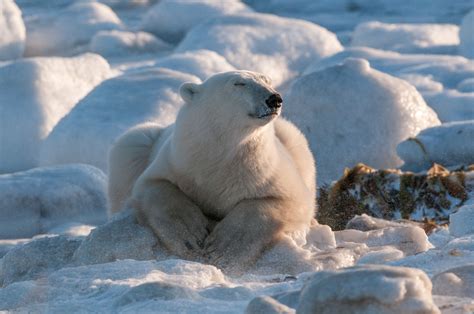 Polar Bear Taking It All In Sean Crane Photography