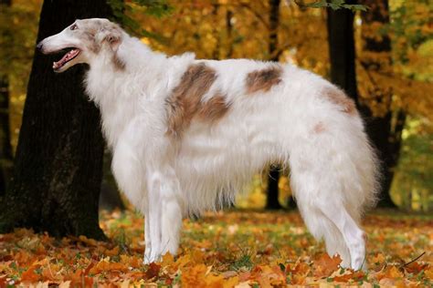 Borzoi Dog Breed Characteristics And Care