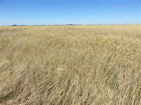 Central Kansas Wheat Field Reno County Kansas As Seen F Flickr