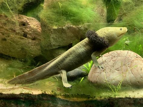 Lake Patzcuaro Salamander At London Zoo 2019 Zoochat