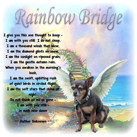 Prayer For Pets Rainbow Bridge The W Guide
