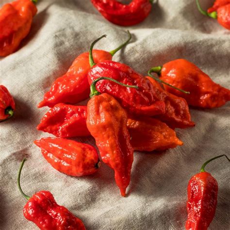 Chilli Bhut Jolokia Red Seeds The Seed Collection