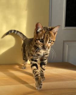 Toyger Kittens For Sale BRINDLEWAY Toygers Cattery