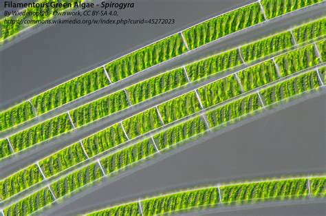 Algae Filamentous Green Algae