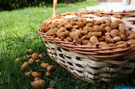 Almond Raw Almonds Badam Free Photo On Pixabay