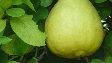 9 Different Types Of Lemons With Images