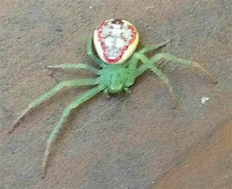 crab spider what s that bug