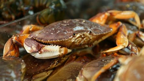 Dungeness Crabs Threatened By You Guessed It Climate