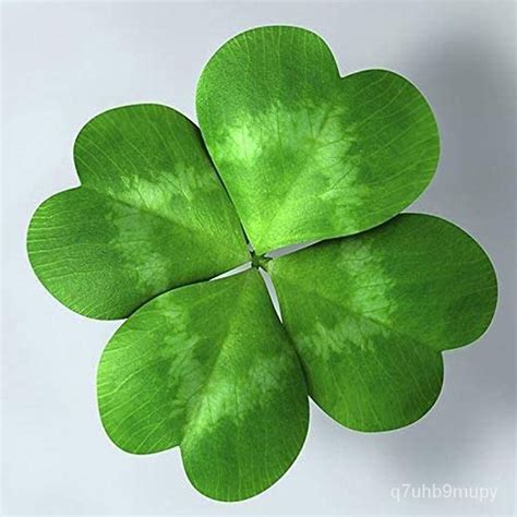 Four Leaves Clover Seeds Lucky Grasses Plant Flower Organic Fresh Seeds For Planing Bonsai