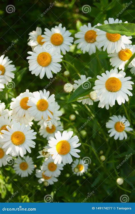 Beautiful Bright Fresh Camomile Flowers In The Garden Stock Image