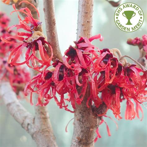 Hamamelis Intermedia Diane Buy Red Witch Hazel Shrubs And Trees