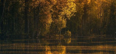 壁纸 阳光 树木 景观 森林 秋季 树叶 日落 湖 性质 反射 摄影 科 黄色 晚间 早上 平静的水域