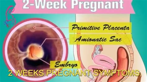 They are grouped into three categories based on their diagnostic value: 2nd week of pregnancy and 2 weeks pregnant symptoms early ...