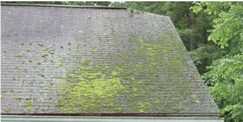 How To Remove Moss And Algae From Your Roof Roof Maxx Roof Maxx