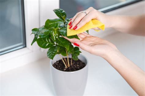 How To Care For Indoor Plants Wagners Greenhouses