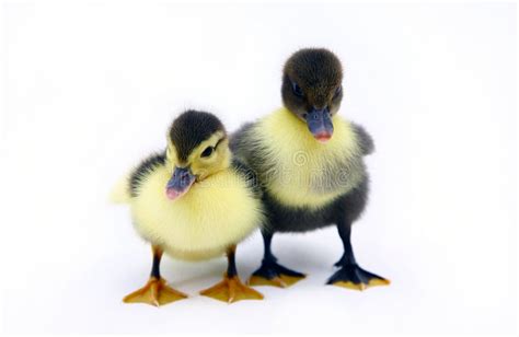 Baby Ducks Stock Photo Image Of Farmyard Duck Twins 1656304