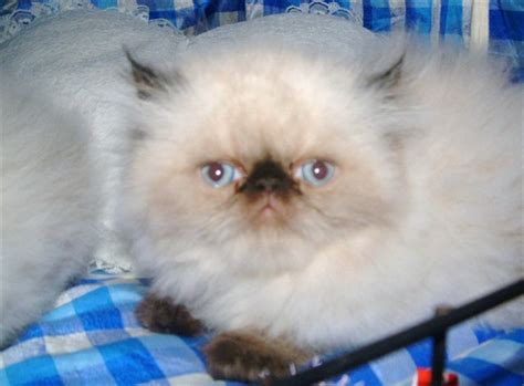 Himalayan Persian Biological Science Picture Directory
