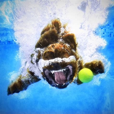 Pet Photography Tips From Underwater Dogs Seth Casteel