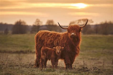 Scottish Highland Cattle A Hardy Breed Worth Raising