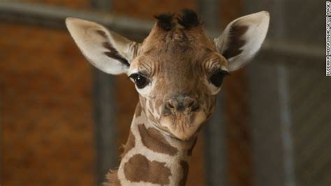 Why Your Facebook Feed Is Full Of Giraffes Cnn
