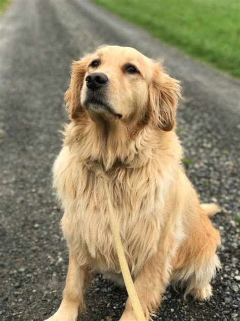 Top 100 Image Long Haired Golden Retriever Vn