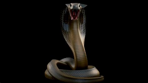 A King Cobra Snake Striking At Camera Stock Footage Sbv 338788503