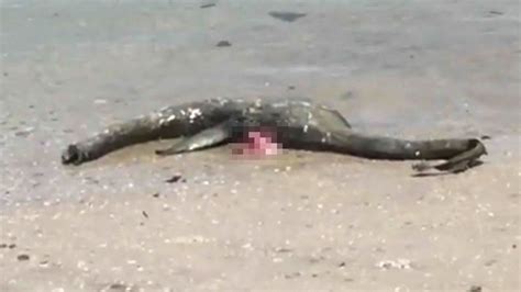 Mystery Surrounds Sea Creature That Reportedly Washed Up