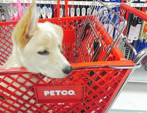 You should start by looking at local listings of pet stores near you. Petco Near Me - PlacesNearMeNow