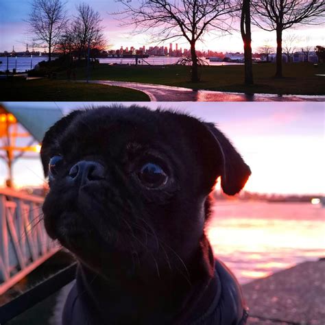 Little Luna The Pug Enjoying The Sunset From Waterfront Park She Sents
