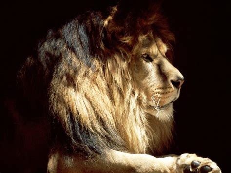 44 Cool Lion Wallpaper On Wallpapersafari