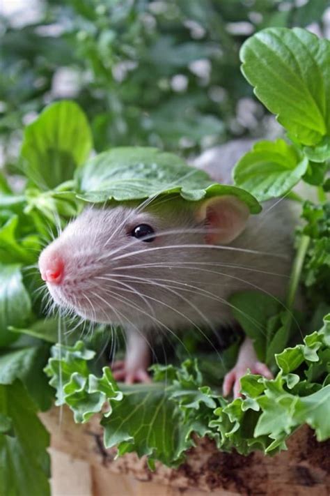 28 Adorable Pet Rats That Prove Rats Can Make Really Really Cute Pets