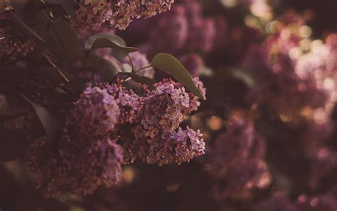 Download Wallpaper 3840x2400 Lilac Flowers Bush Flowering Spring 4k