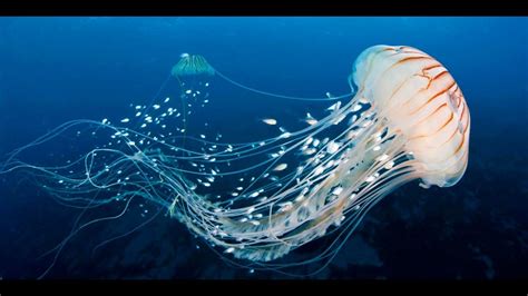 Beautiful Of Jellyfish Jellyfish Sea Birds Japanese Sea