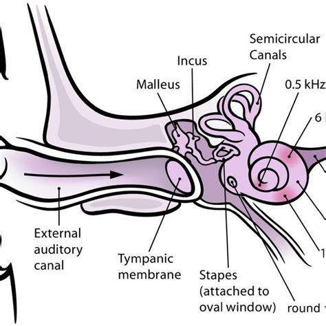 1 Peripheral Auditory System Image Section Taken From Fig 1 In