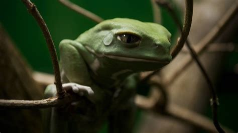 Interesting Photo Of The Day Seemingly Sad Frog The