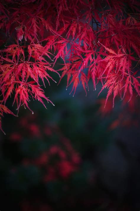 Leaves Branches Red Autumn Hd Phone Wallpaper Peakpx