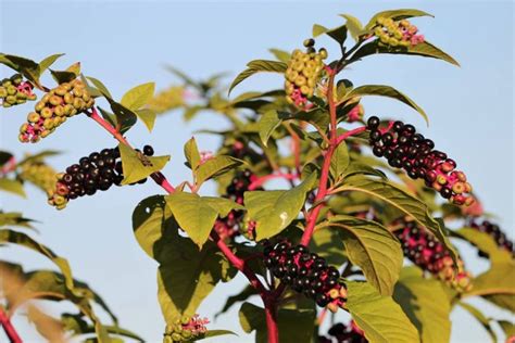 8 Poisonous Berries In The United States Smoky Bear Ranch